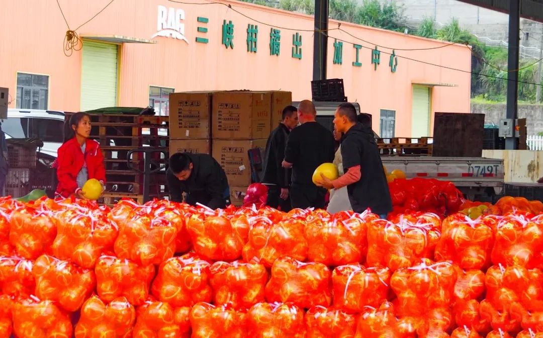 金秋丰收季 | 百安港农产品批发市场邀您赴一场和秋天的约会！